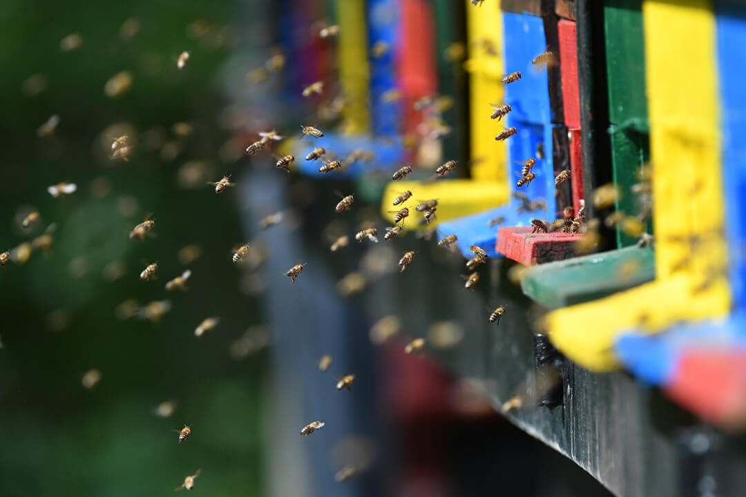 Bees flying around beehive - Best Beekeeping Books