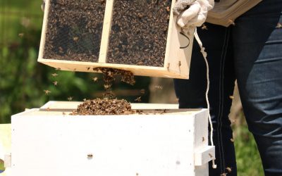 How to Install a Bee Package for Your Beehive