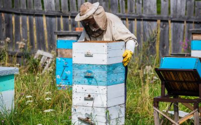How to Start a Beehive: A Step-By-Step Guide