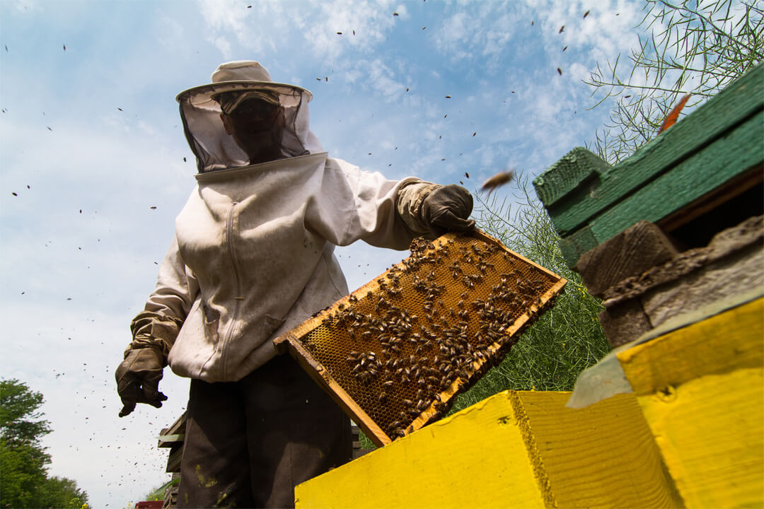 Beekeeper pulling frame out of beehive with bees - How to Start Beekeeping