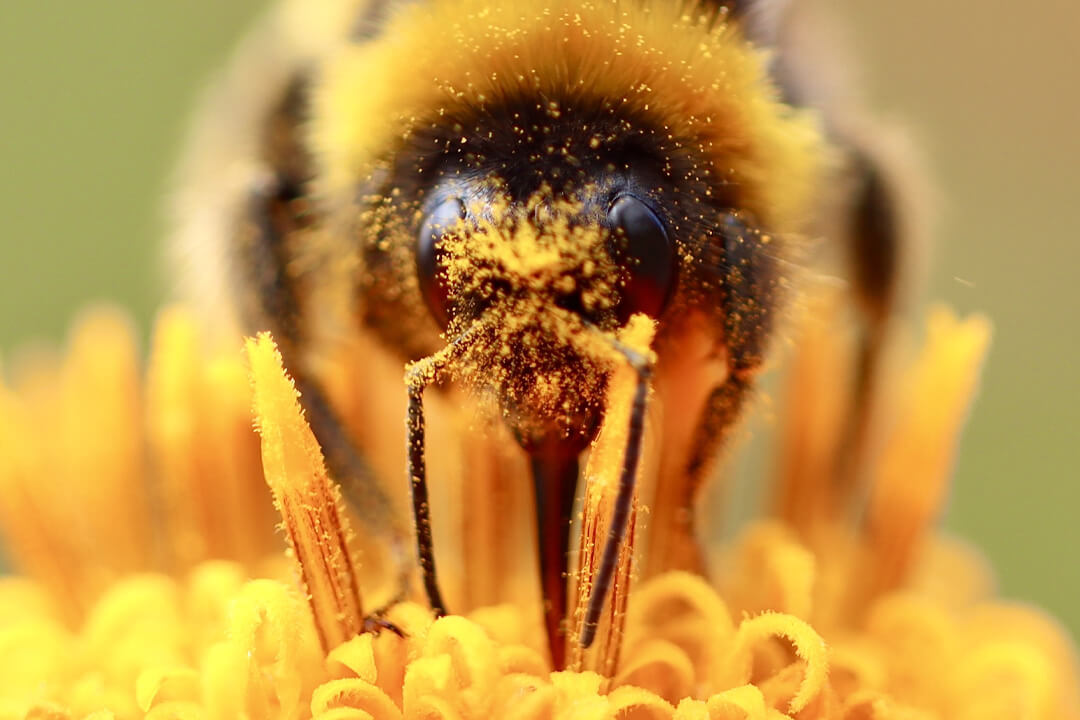 Bee Covered In Pollen