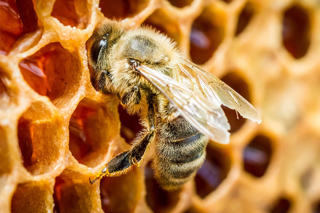 Drone Bee On Honeycomb
