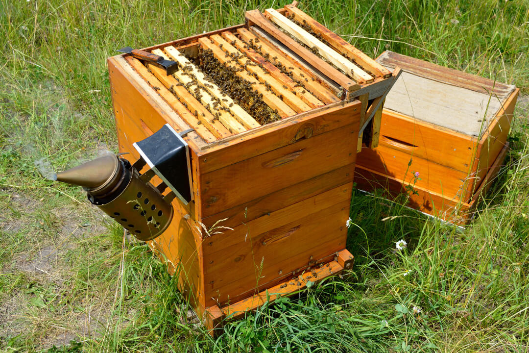 Langstroth Hive On Grass