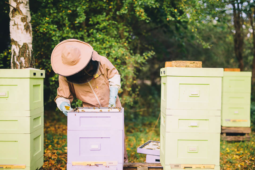 Professional Beekeeper Checking Hives