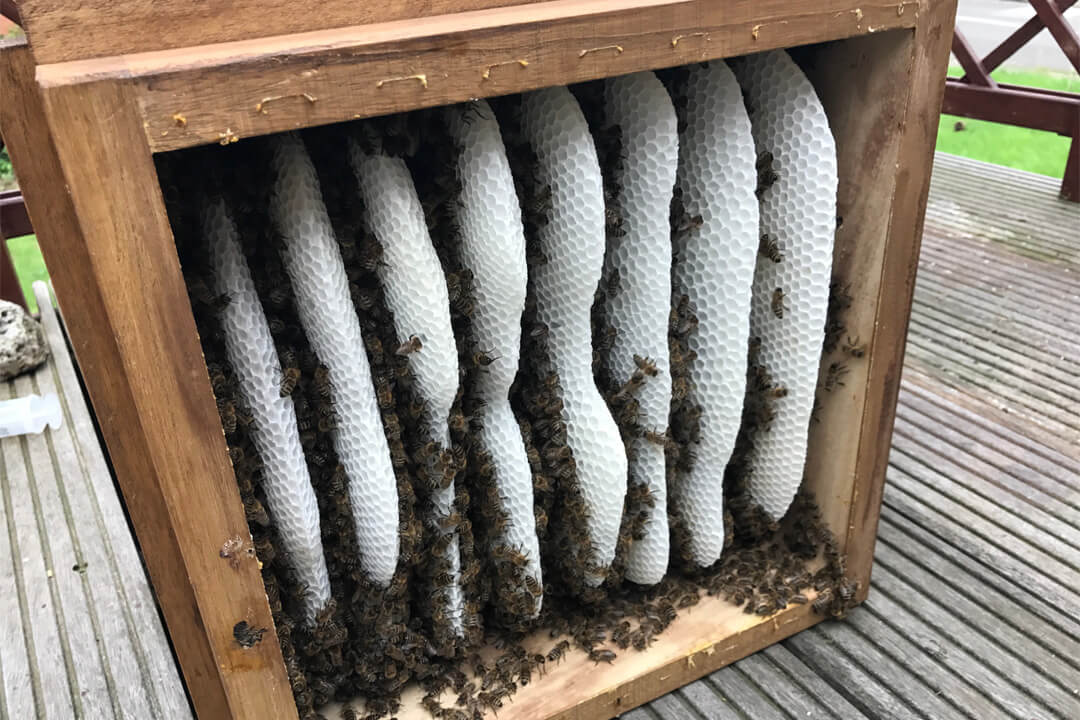 Warre Hive With White Honeycomb