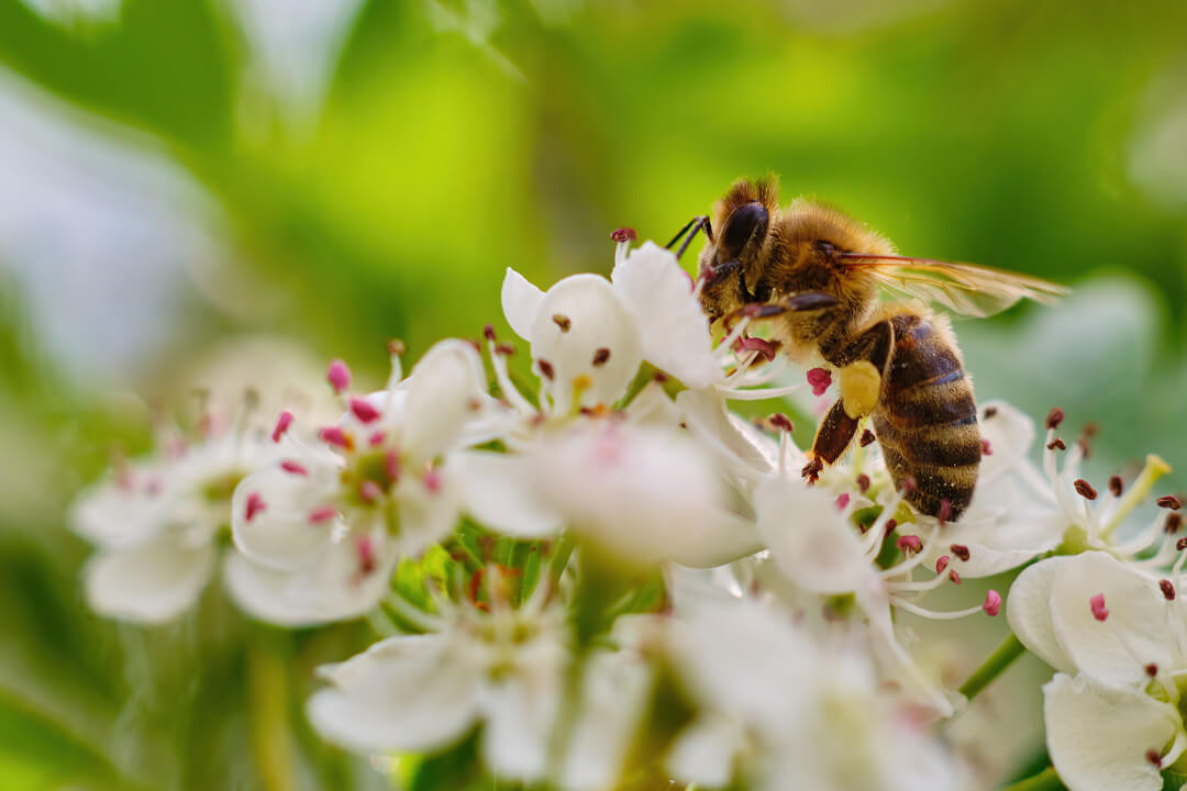 Worker Bee on Flower