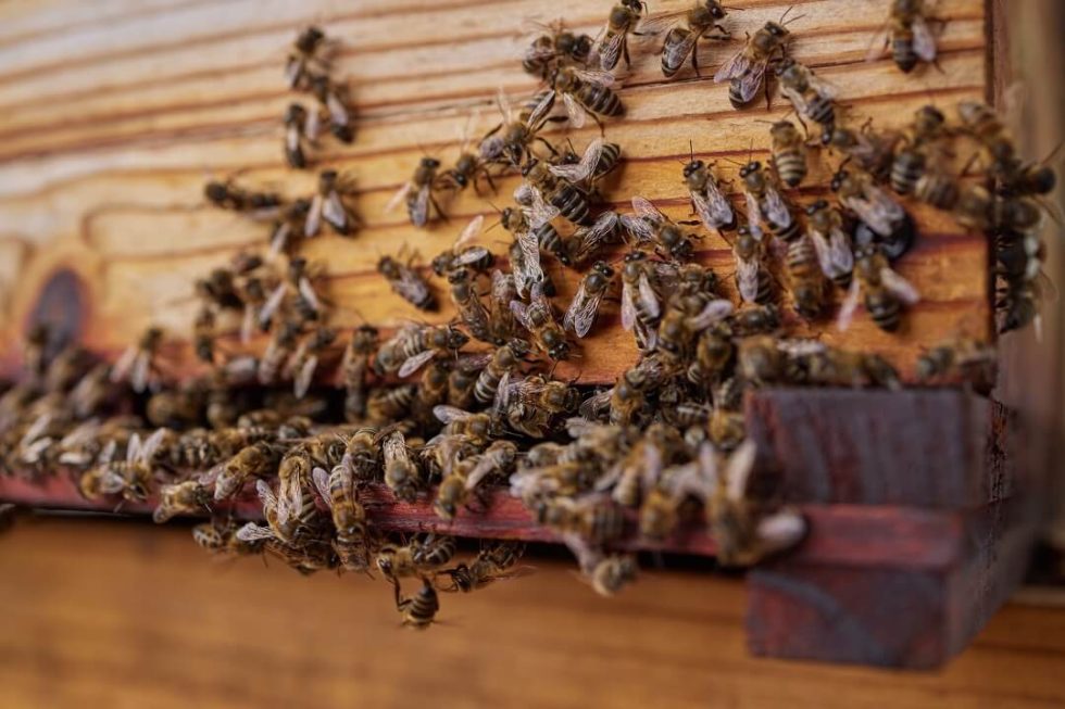 The Buzz About Native Bees: A Swarm of Benefits in Your Backyard