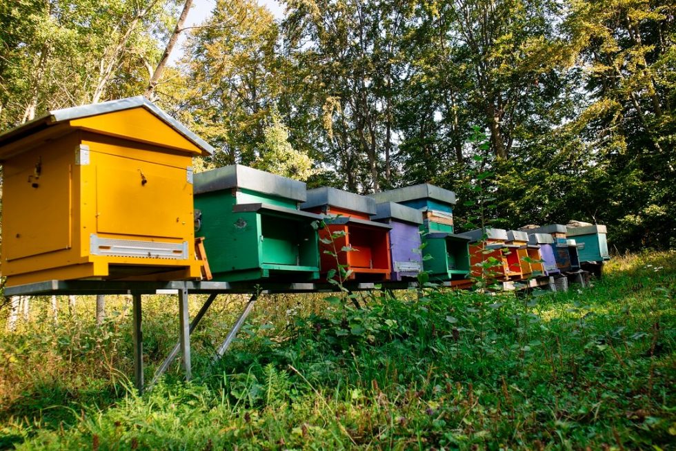 8 Steps to Setting Up a Beehive A Comprehensive Guide • I Love Beekeeping™