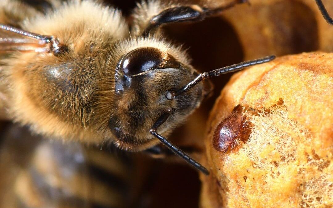 How to Prevent Varroa Mites in Beekeeping