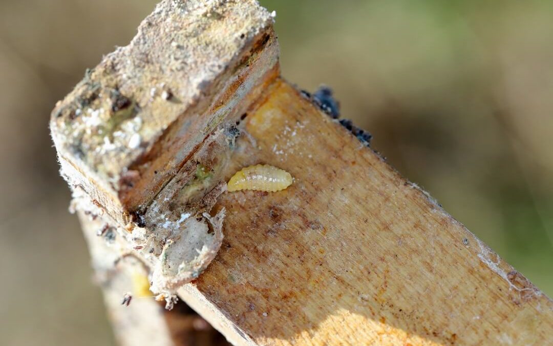 How to Deal with Wax Moths in Your Beehive