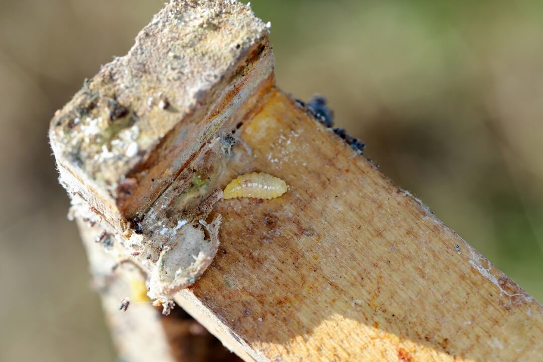 How to Deal with Wax Moth in Your Beehive