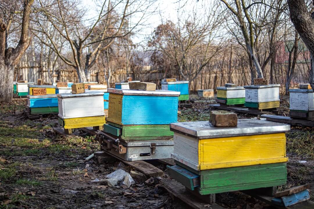 Honeybees in Winter: Essential Tips for Cold-Weather Management