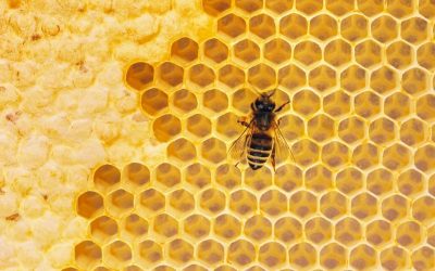 The Importance of Monitoring Honey Bee Health: A Guide to Recognizing Diseases and Disorders